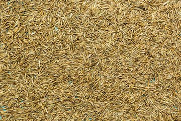 Seeds of lawn grass, scattered on a blue background. Background, space for text.