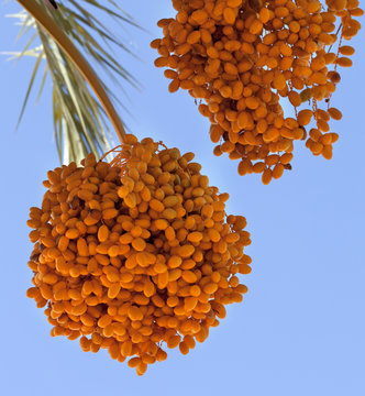 Date palm with bunches of ripening fruit