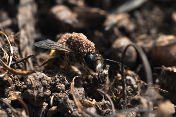 Wasp or bee mom carrying her eggs on her back. Queen bee keep her eggs on shoulder. Taking care of offspring
