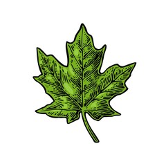 Fototapeta premium Maple green leaf. Vector vintage color engraved illustration.