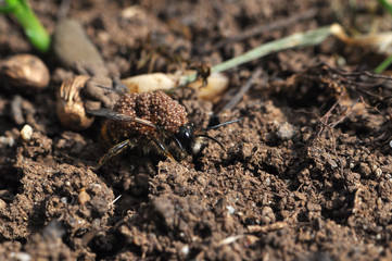Wasp or bee mom carrying her eggs on her back. Queen bee keep her eggs on shoulder. Taking care of offspring