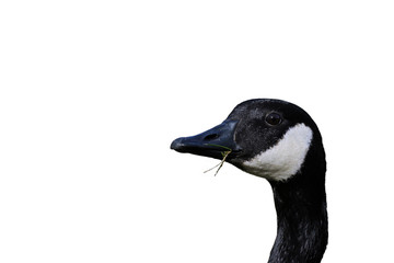 Portrait einer Kanadagans (Branta canadensis), freigestellt
