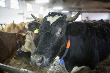 Cattle in a stall on a farm