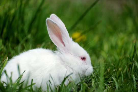 Little  rabbit on the field