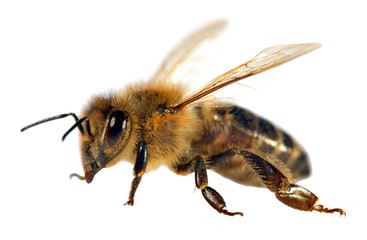detail of bee or honeybee , Apis Mellifera