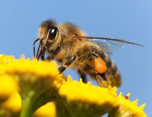 bee or honeybee in Latin Apis Mellifera