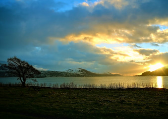 Tree on the edge of the sea