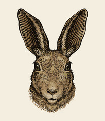 Easter bunny. Portrait of hare, sketch. Vintage vector illustration © ~ Bitter ~