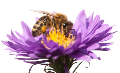 honey bee on violet flower isolated on white background