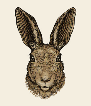 Easter bunny. Portrait of hare, sketch. Vintage vector illustration