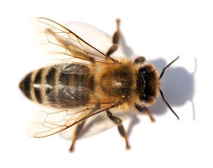 detail of bee or honeybee , Apis Mellifera