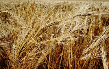 Feld in Irland, Weizen, Ackerbau