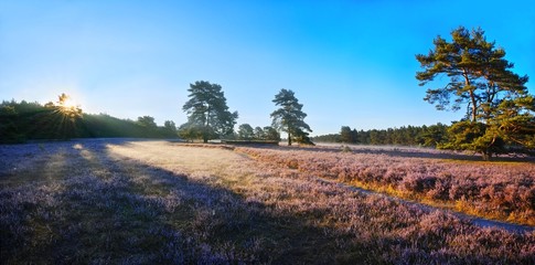 Heidelandschaft, Heidschnuckenweg, Sonnenaufgang