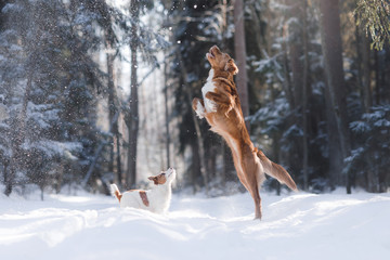 Nova Scotia Duck Tolling Retriever breed dog high jumping outdoors