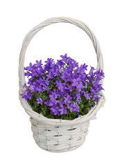 Campanula blue flowers