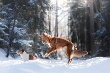 Nova Scotia Duck Tolling Retriever breed dog high jumping outdoors