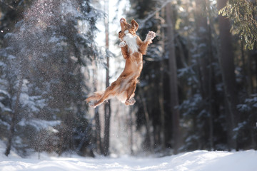 Fototapeta na wymiar Nova Scotia Duck Tolling Retriever breed dog high jumping outdoors