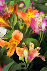 Beautiful bright spring flowers. Alstroemeria.