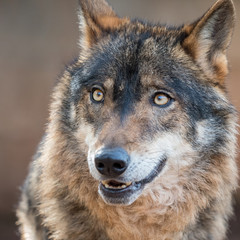 Iberian wolf with beautiful eyes (Canis lupus signatus) - 141409701
