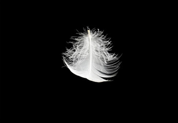 white fluffy feather bird stands on a black isolated background