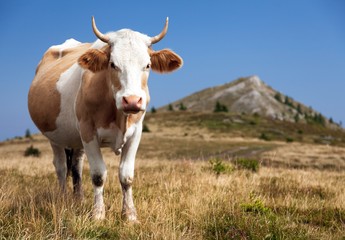 cow, bos primigenius taurus