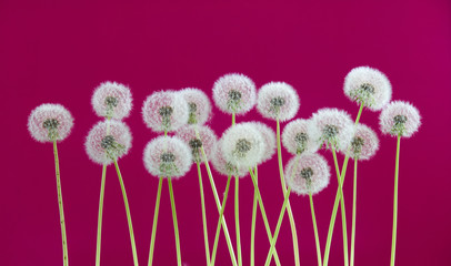 Dandelion flower on red color background, spring season concept. object on blank space backdrop