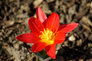 Tulipe botanique rouge vermillon à coeur jaune au printemps