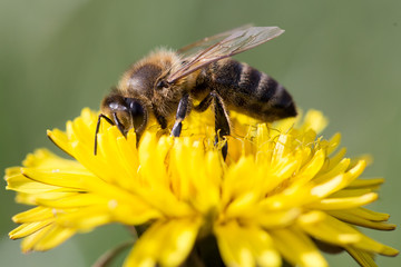 Bee feeding on dandelion flower.