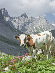 Fototapeta na wymiar Junge Kuh auf Bergwiese