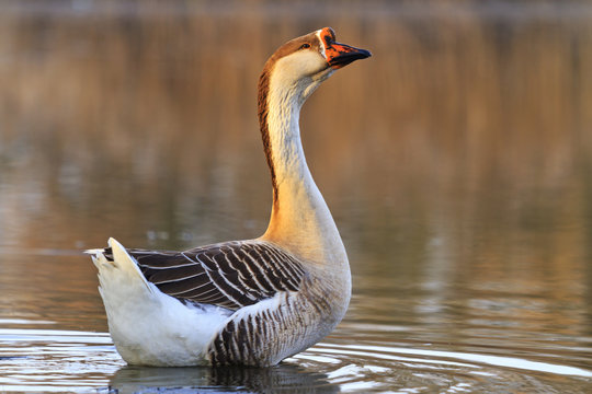 Swan goose on the lake