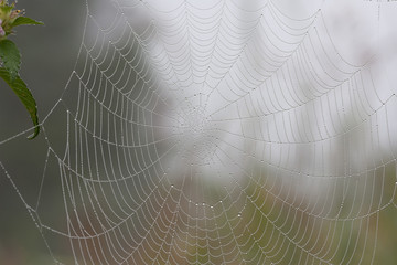 Spiderweb in the morning forest