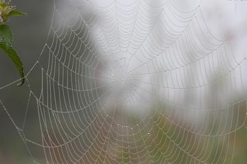 Naklejka premium Spiderweb in the morning forest