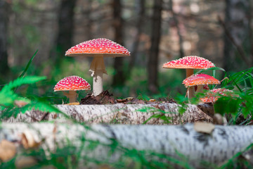 Amanita in the forest in the clearing