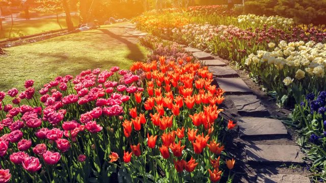 Multicolor tulips. Nature background with flower bed