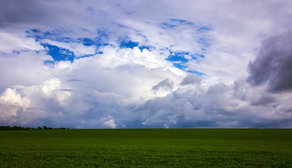 green grass on a background of storm clouds .