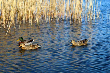 Ducks swimming in a lake