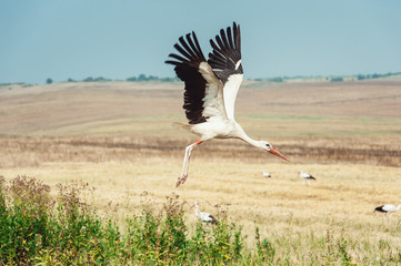 Stork flying above the grass. Blue sky in background.