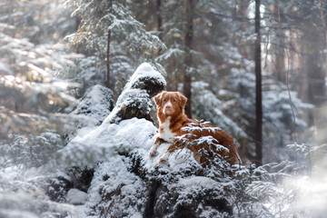 Fototapeta na wymiar Nova Scotia Duck Tolling Retriever breed of dog in the woods in nature, winter season