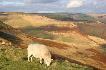 Obraz premium sheep overlooking a valley in Wales