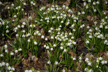 Fototapeta premium Spring snowflake (Leucojum vernum), first flower on spring