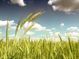 Obraz premium ears of green wheat