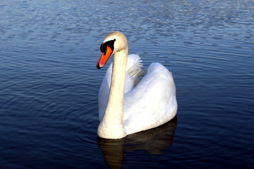 White swan swimming on water