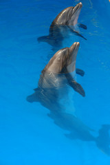 Happy dolphin smiling opened his mouth showing his teeth with his eyes open, prepares for a jump