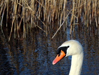 Head of a white swan