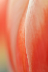 red erotic tulip shape