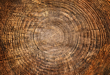 Naklejka premium Large cut piece of wood stump. Distressed wooden tree trunk knot texture with annual rings