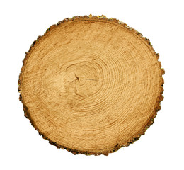 smooth cross section brown tree stump slice with age rings cut fresh from the forest with wood grain isolated on white