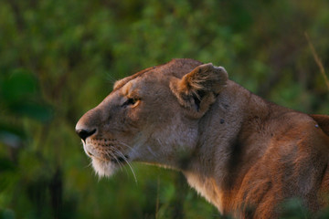 Fototapeta na wymiar lioness portrait