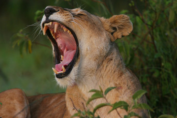 lioness mouth roar