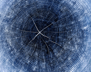 Dark blue black and white tree rings. Tree stump with annual rings as a wood pattern. Wood background texture or alpha channel.